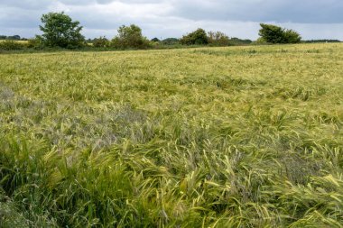 Northumberland, İngiltere 'deki olgunlaşan buğday tarlasının manzarası..