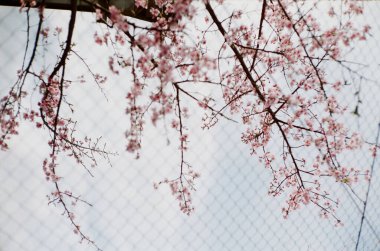 Bulanık arkaplanda bir sakura ağacının yakın plan çekimi.