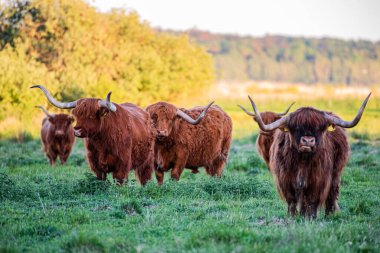 Dağlık sığırların tarlada otladığı yakın plan bir çekim.