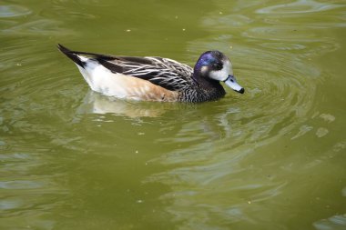 Gölde yüzen bir yaban ördeğinin yakın plan fotoğrafı..
