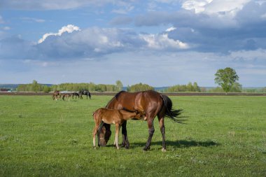 Yeşil bir çayırda otlayan atlarla dolu bir yaz manzarası.