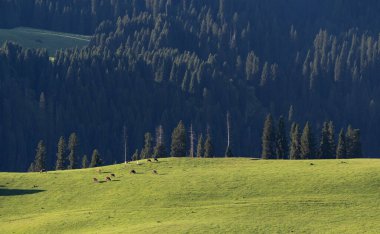 Güneşli bir günde yeşil çayırların ve çam ağaçlarının güzel manzarası.