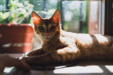 Güneşli bir pencere pervazında sevimli bir kedi yavrusunun yakın çekimi.