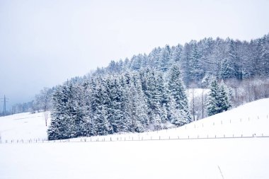Tarlada karla kaplı çam ağaçlarının ürpertici manzarası