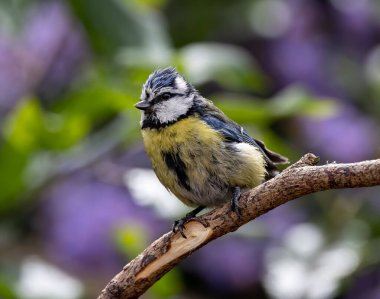 A selective focus shot of a beautiful blue tit perched on a branch in the garden