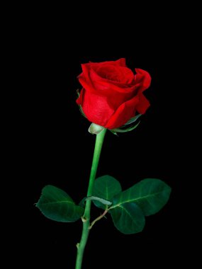 Siyah arka planda izole edilmiş güzel bir kırmızı gülün dikey çekimi.