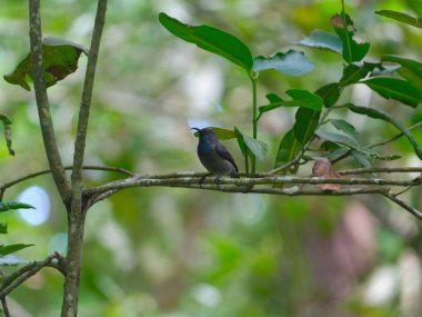Seyşeller güneş kuşunun (Cinnyris dussumieri) bir dala tünemiş seçici bir odak çekimi