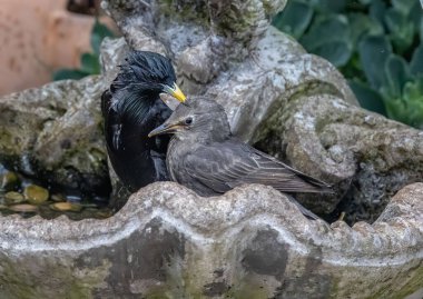 Yavrusuyla kuş çeşmesinde oturan sığırcıkla yakın plan bir çekim..