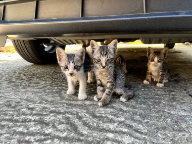 Arabanın altındaki sevimli kedi yavrularının yakın çekimi..