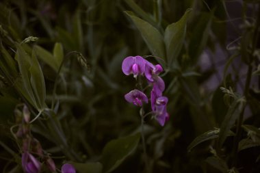 Yeşil yapraklar arasında açan güzel mor bir çiçek.