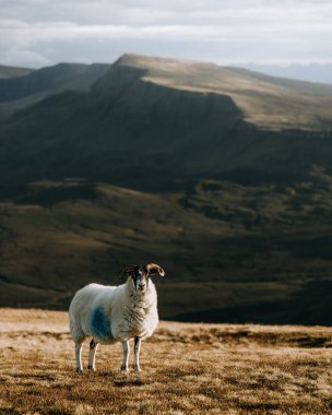 İskoçya 'nın Skye adasındaki kırsal bir tepede İzlandalı bir koyunun dikey görüntüsü.