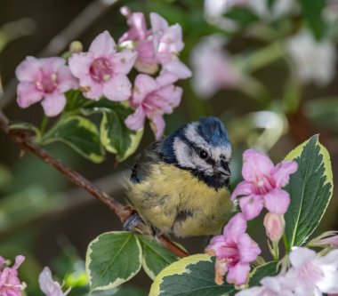 A selective focus shot of an adorable Eurasian blue tit perched on a tree branch against blurred background of a garden