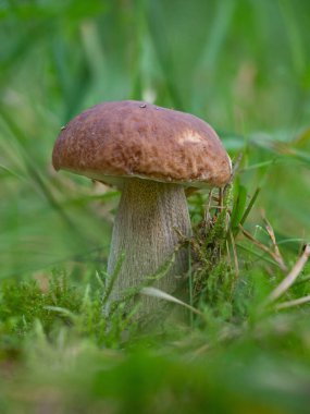 Çimlerin üzerinde büyüyen yeni bir kral.