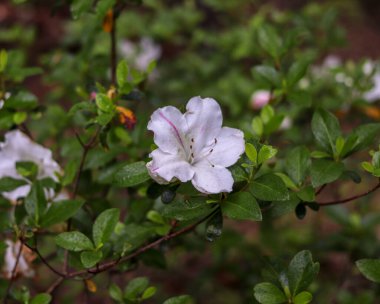 Bahçede açan güzel beyaz açelya çiçeğinin yakın plan çekimi.