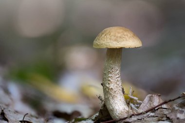 Bir ormanda yetişen beyaz huş ağacının (Leccinum holopus) yakın çekimi.