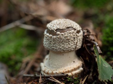 Küçük bir Amanita Pantherina zehirli mantarının yakın çekimi.