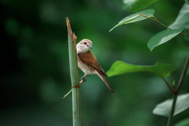 Kırmızı sırtlı dişi örümceğin yakın çekimi, Lanius Collurio dala tünedi..