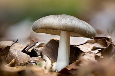 Volvopluteus gloiocephalus, büyük kılıflı mantar, gül solungaçlı grisette, sakallı rosegill.