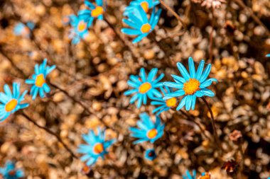 Mavi papatyanın seçici odak noktası (Felicia amelloides)