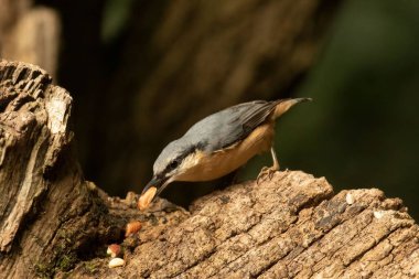 Bir Nuthatch, Sitta europaea 'ya yakın çekim, ağaç kütüğü kuş yemliğinden fıstık getirmek.