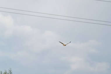 Mavi gökyüzünde uçan Batı Bataklık Harrier 'inin alçak açılı görüntüsü.