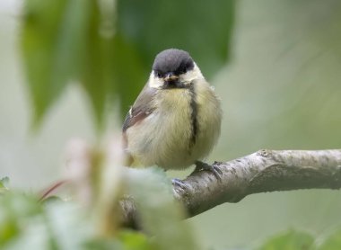 A closeup shot of a Eurasian tit bird perched on a branch