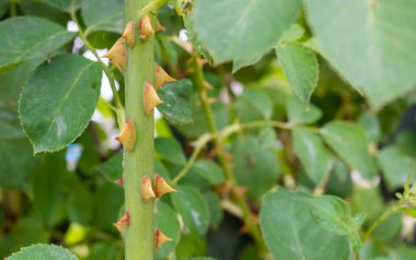 Bahar boyunca dikenli bir gül çalısı ile yakın plan.