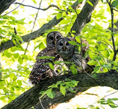 Ormandaki bir dala konmuş iki baykuşun güzel bir görüntüsü.