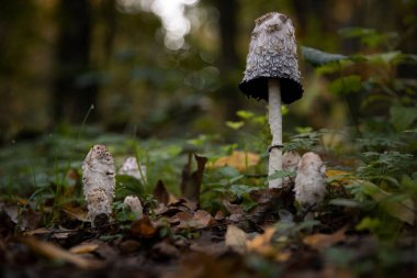Coprinus Comatus 'un yakın çekimi, kabarık mürekkep başlığı, avukat peruğu..