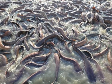 Bir sürü balık balık çiftliği. Tatlı su balık besleme gölet kaldırdı ve ticari pazarlara satılan