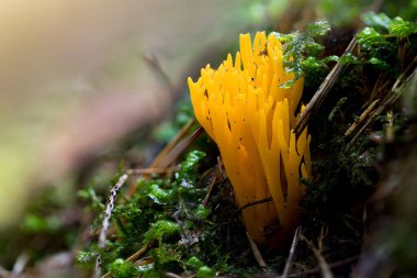 Calocera viscosa 'ya yakın çekim, yaygın olarak sarı stagshorn olarak bilinir..