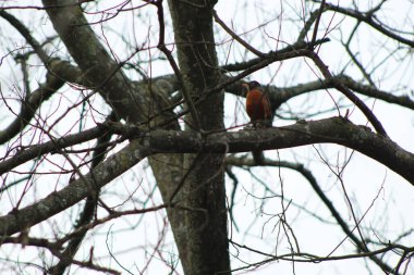 Kasvetli bir günde bir ağacın çıplak dalına tünemiş bir Amerikan bülbülü düşük açılı görüntüsü.