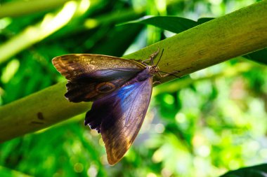 Kelebekler güzel bitkilerin üzerinde güneşlenirken