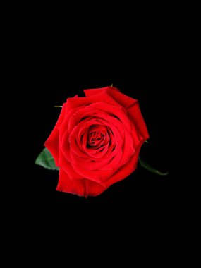 Siyah arkaplanda izole edilmiş kırmızı bir gülün yakın plan çekimi.