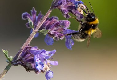 Mor çiçekleri tozlaştıran bir arıyı yakından çek.