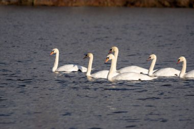 Gölde yürüyen beyaz bir kuğu.