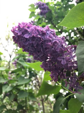 Çiçek açan leylağın fotoğrafı.