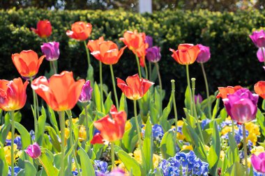 Bir tarlada çiçek açan renkli renkli lalelerin yakın plan çekimi.