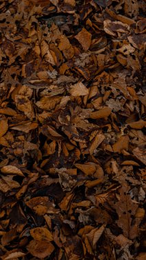 Sonbahar boyunca kuru yaprakların tam kare çekimi