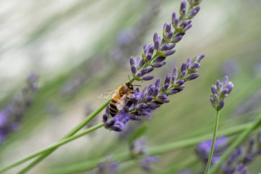 Bulanık bir arkaplanda lavanta sapından nektar toplayan bir yaban arısının yakın çekimi..