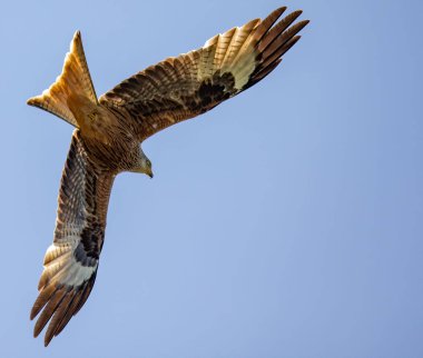 Mavi gökyüzünde uçan büyük bir şahinin alçak açılı görüntüsü.