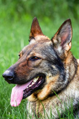 Yeşil çimlerin üzerinde yatan bir Alman çoban köpeğinin seçici odak noktası.