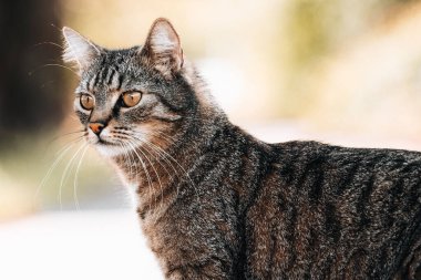 Bulanık bir arkaplanda tekir bir kedinin portresi