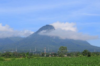 Yeşillik dağlarının arka planındaki tarla manzarası