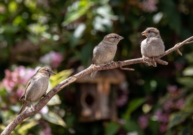Ahşap bir dala tünemiş bir çift sıradan serçe kuş.