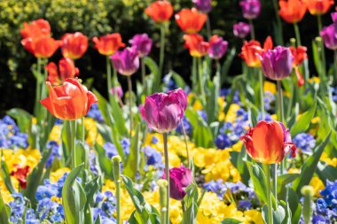 Bir tarlada çiçek açan renkli renkli lalelerin yakın plan çekimi.