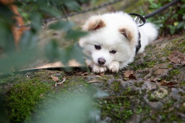 Küçük Pomeranian yalnız ve üzgün görünüyor..