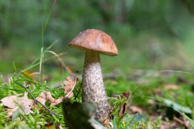 Taze, uzun bir huş ağacı. Güneş ışığıyla aydınlatılmış yosun.