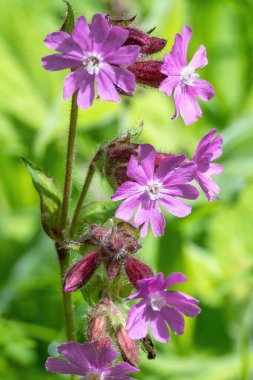 Mor kafiye çiçeklerinin dikey yakın çekimi.