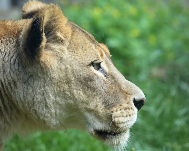 Arka planda bulanık bir hayvanat bahçesinde aslanın kafasının yakın plan fotoğrafı.